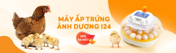 Máy ấp trứng Ánh Dương