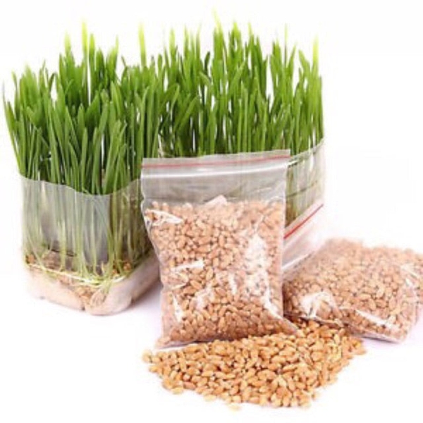 Hạt Giống Trồng Cỏ Lúa Mì Bổ Trợ Tiêu Hóa Cho Mèo (100g)