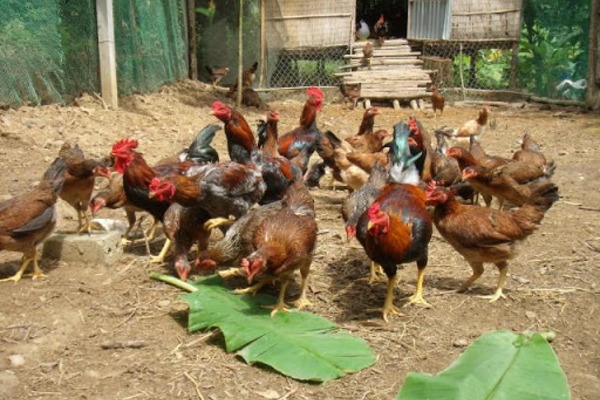 US Gamefowl Supplements Gain Popularity Among Breeders in Asia
