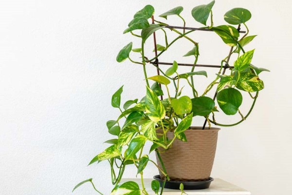Các loại cây để trong phòng ngủ