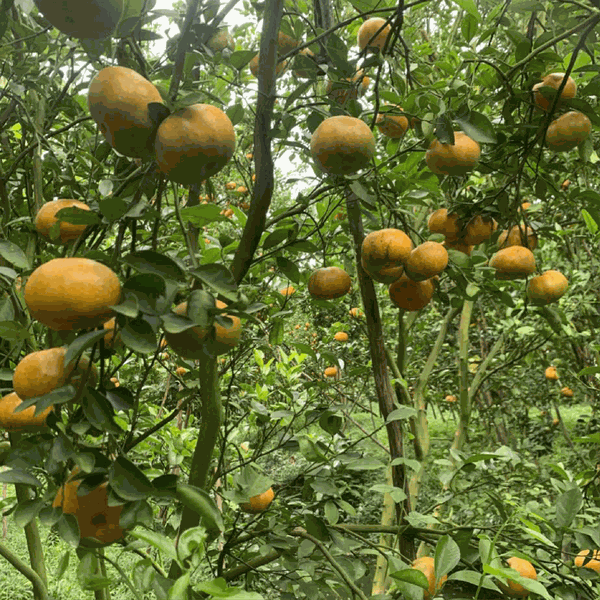 Quýt Hồng Lai Vung  Htx Ánh Bình Minh - Liên hệ: 0907000819