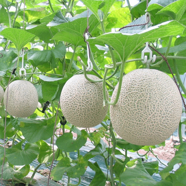 Dưa Lưới Công Nghệ Cao Cao Lãnh Loại 1 – Chuẩn VietGAP, Hộp Quà Sang Trọng