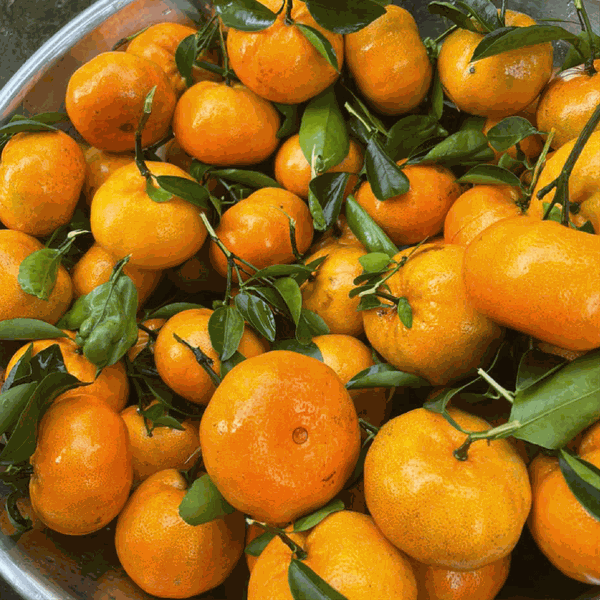 Quýt Hồng Lai Vung  Htx Ánh Bình Minh - Liên hệ: 0907000819