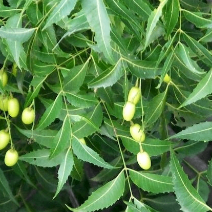 Lá Sầu Đâu Non Đồng Tháp – Vị Đắng Hậu Ngọt, Chuẩn Vị Gỏi Đặc Sản