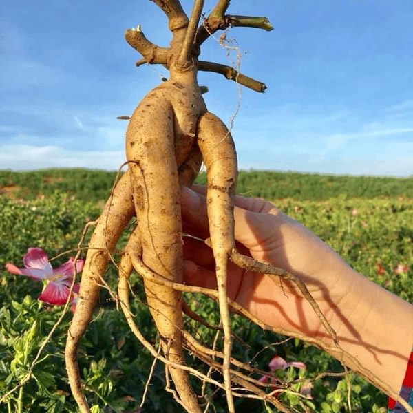 Sâm Bố Chính Đồng Tháp – Thảo Dược Bồi Bổ Sức Khỏe, Tăng Cường Đề Kháng