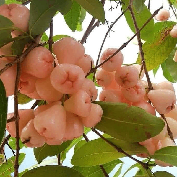 Mận Hòa An Loại 1 – Đặc Sản Trứ Danh Cao Lãnh, Đồng Tháp