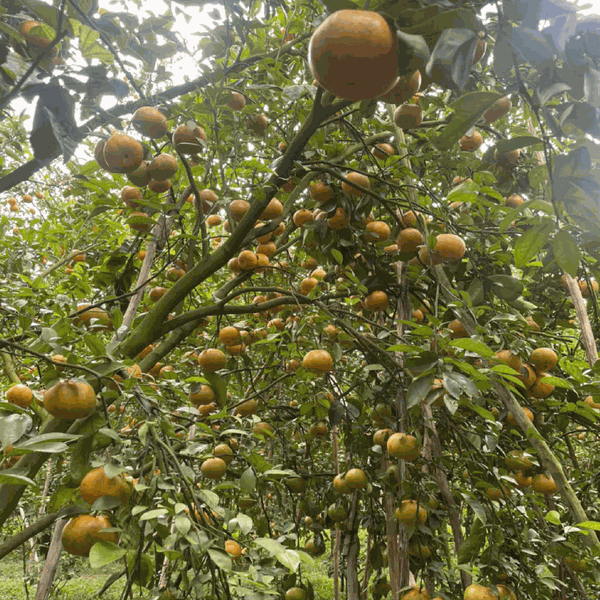 Quýt Hồng Lai Vung  Htx Ánh Bình Minh - Liên hệ: 0907000819