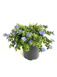 Chậu Hoa Thanh Tú Rủ Treo Giỏ (Đồng Tháp) – Cây Cảnh Trang Trí Đẹp Dễ Chăm