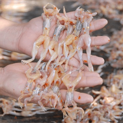 Khô Nhái Đồng Tháp "Vũ Nữ Chân Dài" – Đặc Sản Mồi Nhậu Trứ Danh