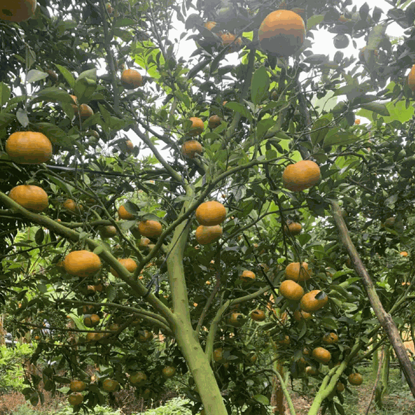 Quýt Hồng Lai Vung  Htx Ánh Bình Minh - Liên hệ: 0907000819