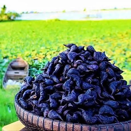 Bột Củ Ấu Lấp Vò Nguyên Chất – Bồi Bổ Cơ Thể, Giải Nhiệt, Tốt Cho Hệ Tiêu Hóa