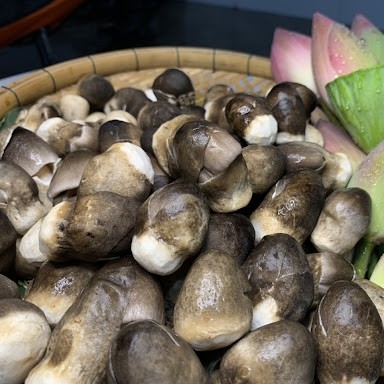 Nấm Rơm búp (Trồng nhà kính)