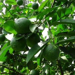 Chanh núm Cao Lãnh