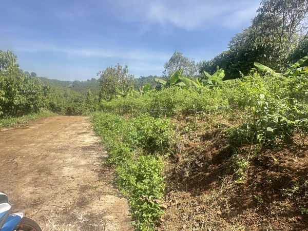 Mua bán đất Bảo Lộc sẵn 200m2 thổ cư