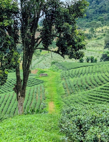 Mua bán đất Bảo Lộc xã Đam Đri cắt lỗ