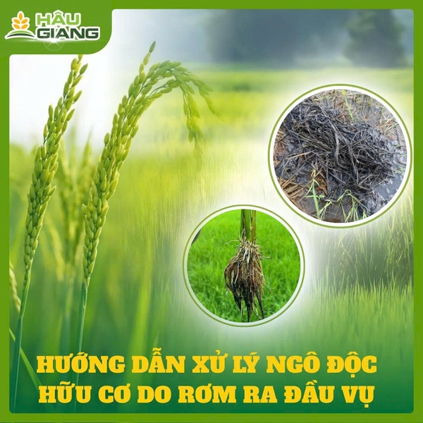 Giải Pháp Xử Lý Rơm Rạ & Hạn Chế Ngộ Độc Hữu Cơ – Vai Trò Của Siêu Dinh ...
