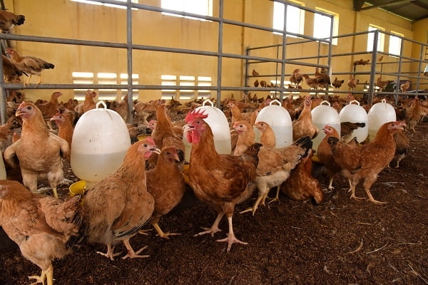 Ứng dụng kỹ thuật chăn nuôi an toàn sinh học cho gà giống