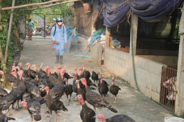 Phòng và kiểm soát dịch bệnh trong chăn nuôi gà