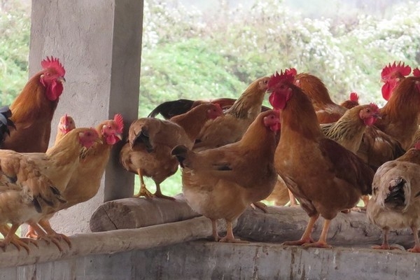 Quản lý thức ăn và nước uống trong chăn nuôi gà