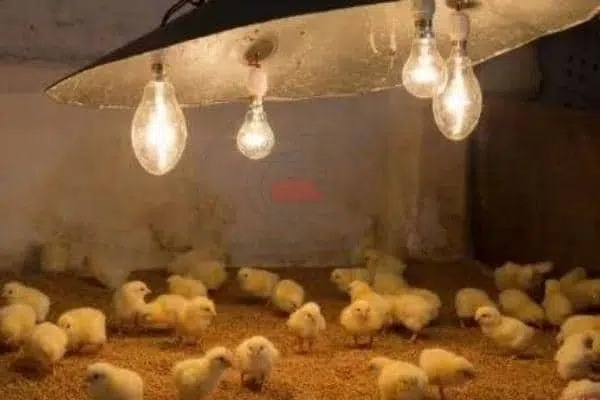 Cách úm gà con đúng kỹ thuật giúp giảm hao hụt
