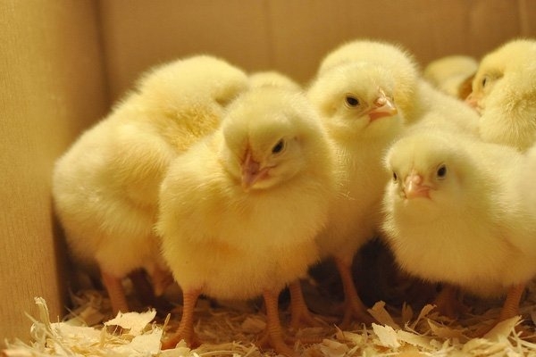 Kỹ thuật chọn gà giống khỏe mạnh ngay từ ngày đầu