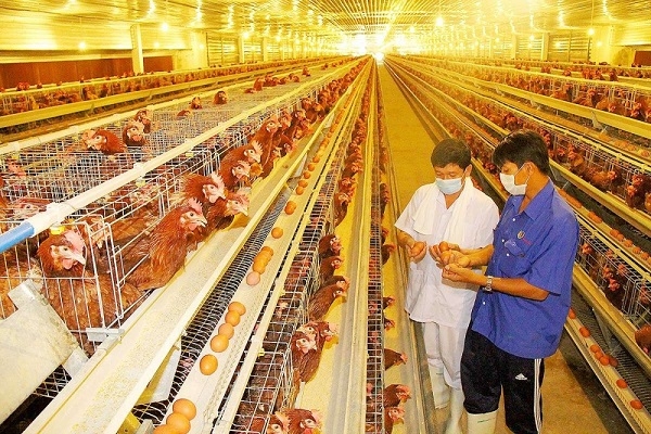Vai trò của gà giống chất lượng trong chăn nuôi hiện đại
