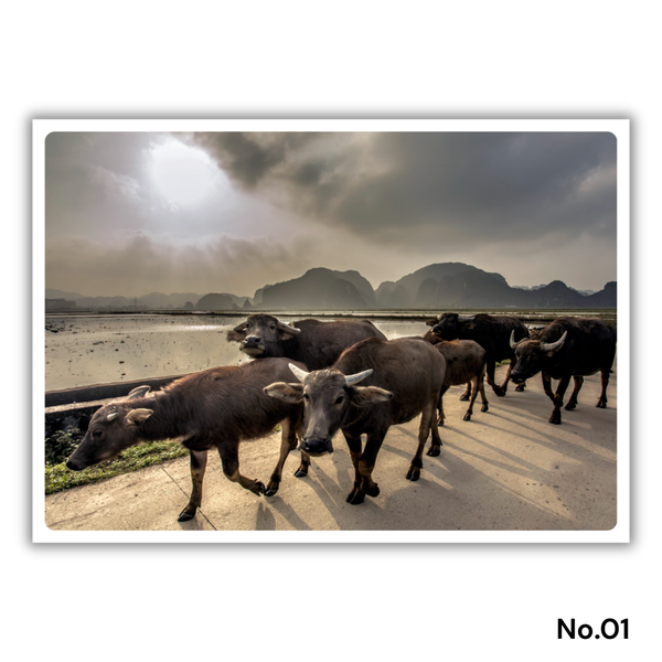 MARCUS LACEY - 'Buffalo' Postcard