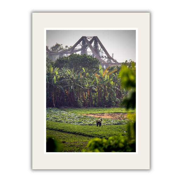 MARCUS LACEY - 'Banana Island' Mounted Print