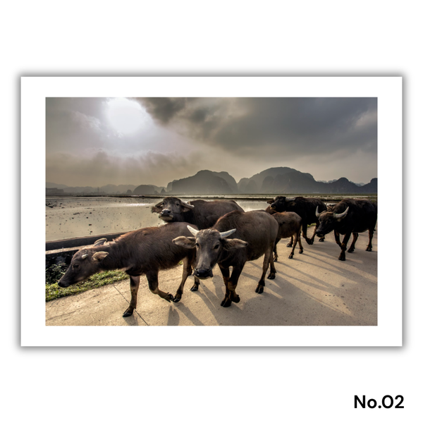 MARCUS LACEY - 'Buffalo' Print