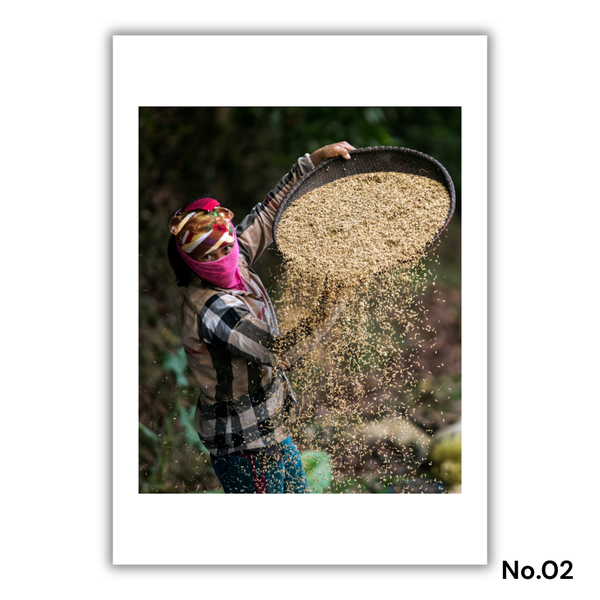 MARCUS LACEY - 'Vietnamese Farmer' Print