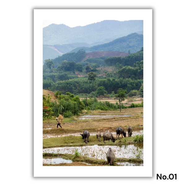 MARCUS LACEY - 'Buffalo' Print