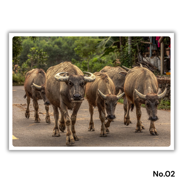 MARCUS LACEY - 'Buffalo' Postcard