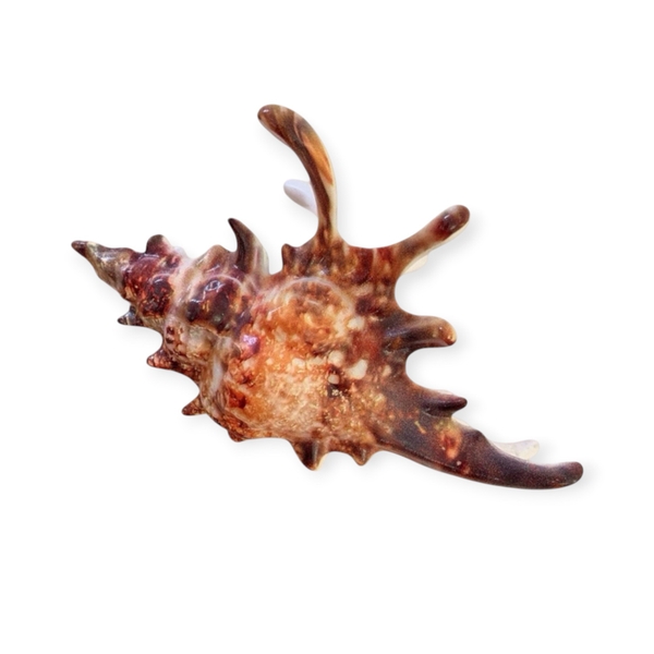 Hair Claw - Big Seashell in Dark Brown