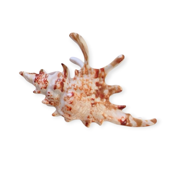 Hair Claw - Big Seashell in Orange
