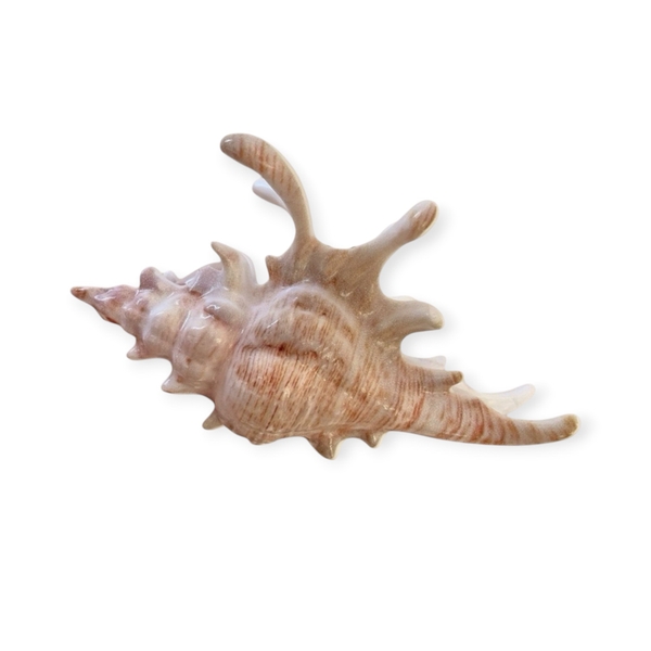 Hair Claw - Big Seashell in Beige