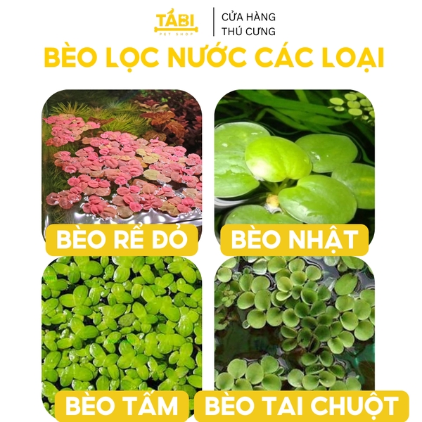 Bèo Tấm, Bèo Nhật, Bèo Rể Đỏ, Bèo Tai Chuột, Bèo Dâu