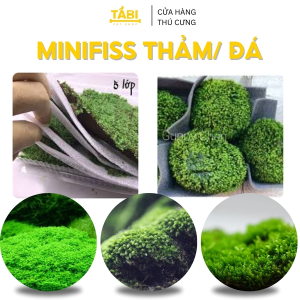 Rêu Minifiss, Mini Taiwan, Trân Châu Lá Nước Trãi Nền