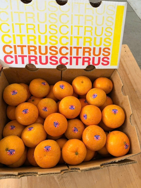Quýt Citrus da mỏng size 56