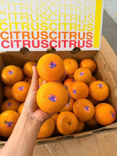 Quýt Citrus da mỏng size 56