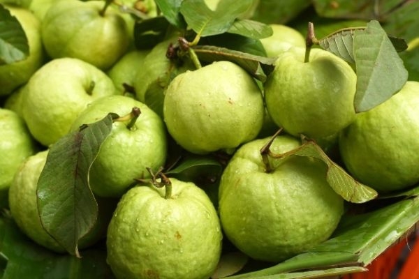 Không phải chanh, đây mới là trái cây giàu vitamin C số một ít ai ngờ