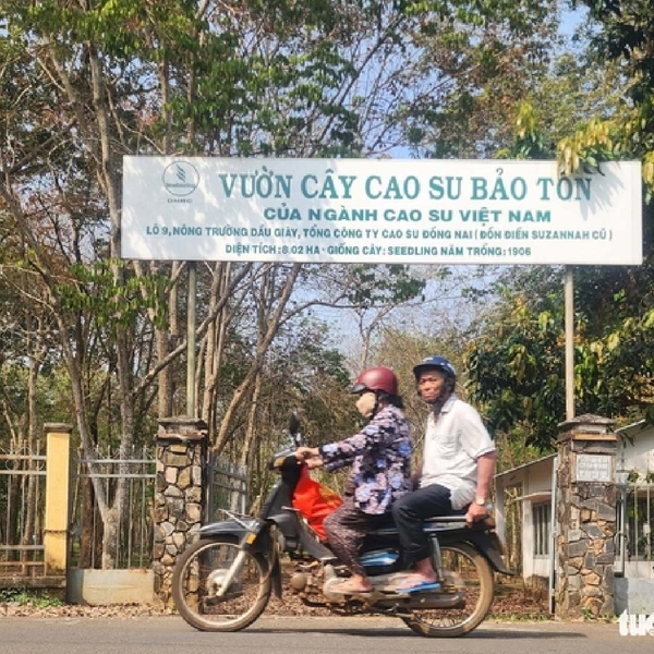 vuon-cao-su-co-thu-120-nam-tuoi-duy-nhat-tai-viet-nam-chung-nhan-lich-su-giua-long-dong-nai