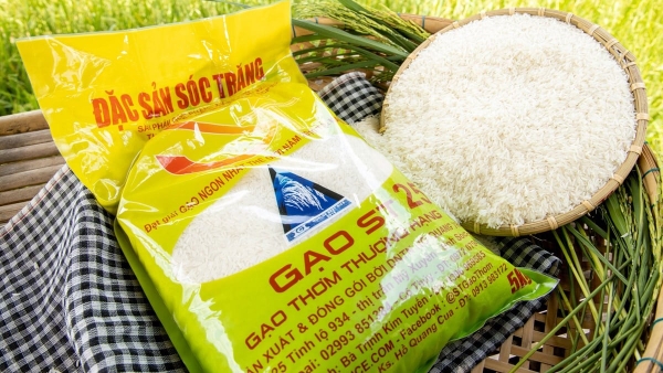 Phân biệt gạo ST25 thật và gạo trộn trên thị trường