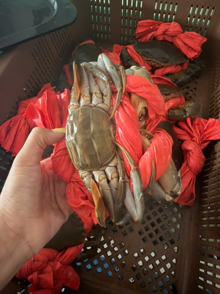 Cua thịt có dây 500-800g/con