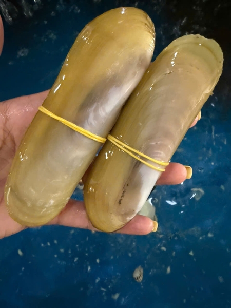 Móng chân 8-14 con/kg