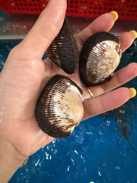 Sò lông 17-22 con/kg