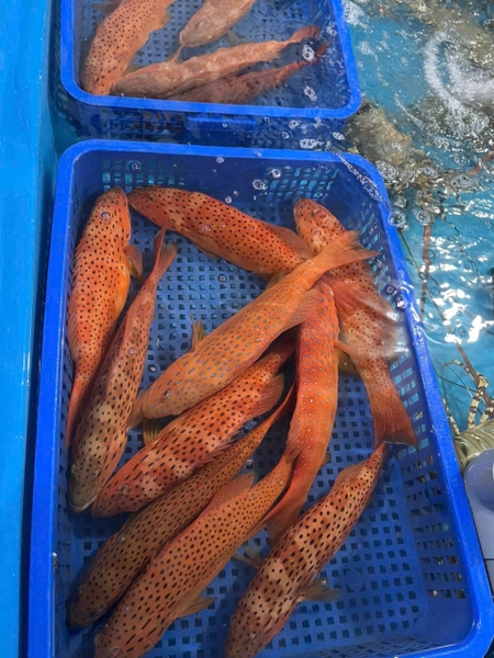 Cá mú đỏ 1-2kg/con