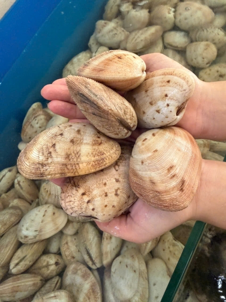 Ngao sân 18-22 con/kg
