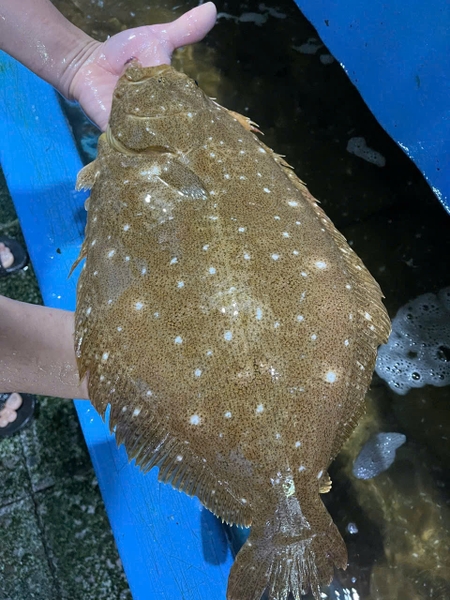 Cá bơn nâu 1,3-1,8kg/con