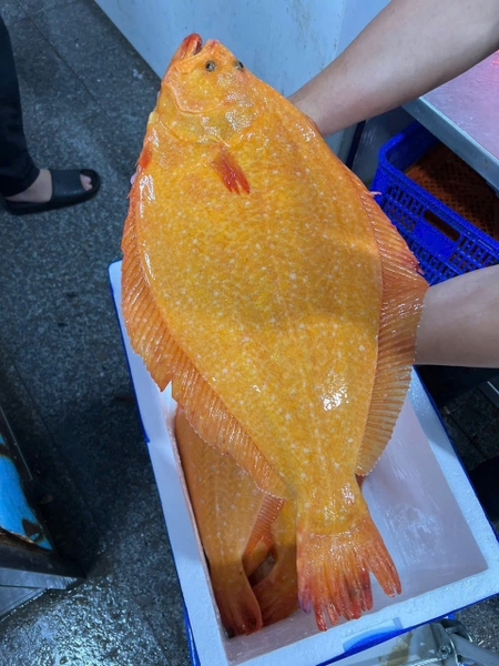 Cá bơn vàng