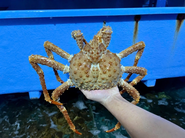 King Crab 2-2,5kg/con